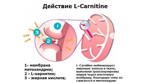 Действие левокарнитина