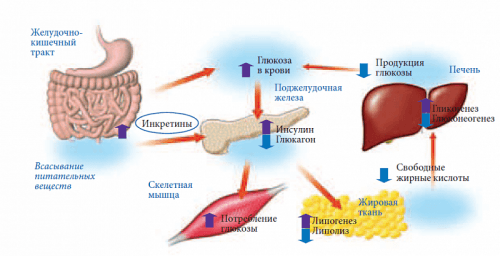 Действие инкретинов